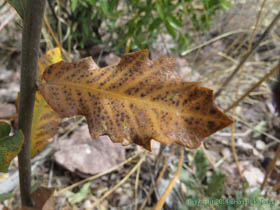 An oak leaf by the trailside.