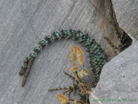 A Yarrow's Spiny Lizard (Sceloporus jarrovii) with a split tail.