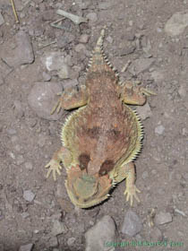 A Greater Short-horned Lizard (Phrynosoma hernandesi) on Arizona Trail Passage 1.