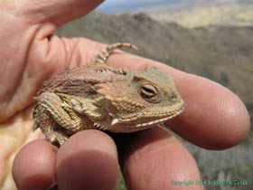 A Greater Short-horned Lizard (Phrynosoma hernandesi) on Arizona Trail Passage 1.