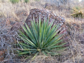 Agave in front of a cool boulder on AZT Passage 3.