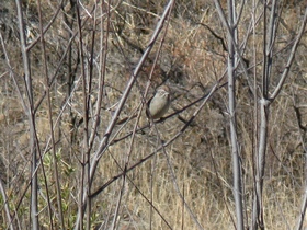 A Rufous-capped Sparrow (Aimophila ruficeps) in Cott Tank Drainage on AZT Passage 3.