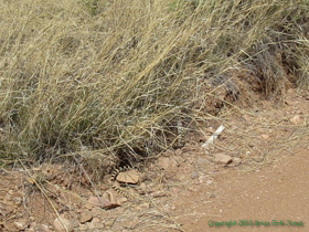 A large Gophersnake (Pituophis catenifer) along the road.