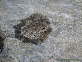A Canyon Treefrog (Hyla arenicolor) in Temporal Gulch.