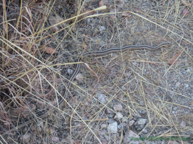 An Eastern Patch-nosed Snake (Salvadora grahamiae) in Temporal Gulch