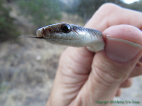 An Eastern Patch-nosed Snake (Salvadora grahamiae) in Temporal Gulch