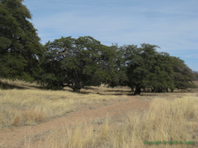 Massive old oak trees along AZT Passage 5.