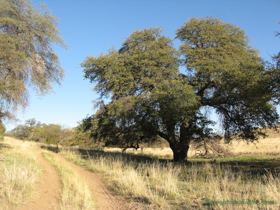 A beautiful old oak tree on AZT Passage 6.