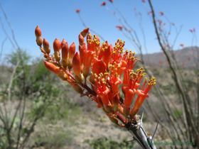 A beautiful Ocotillo (Fouquieria splendens) in bloom.