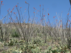 Blooming Ocotillo (Fouquieria splendens) abounded.