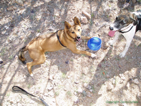 Kintla and Bessie taking a water break on Passage 6.