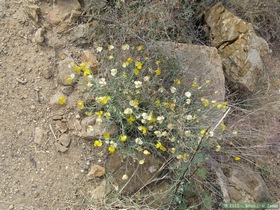 A Cooper's paper flower (Psilostrophe cooperi) on Passage 7 of the Arizona Trail