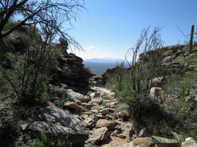 In the foothills of the Rincon Mountains on Passge 9 of the Arizona Trail.