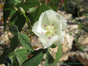 Thurber's Cotton (Gossypium thurberi) on Arizona Trail Passage 9.