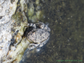 This Canyon Treefrog (Hyla arenicolor) takes advantage of the bedrock pools.