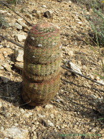 An Arizona Rainbow Cactus (Echinocereus rigidissimus) on Arizona Trail Passage 09.