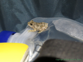 The Canyon Treefrog (Hyla arenicolor) inspected pretty much all of my gear.