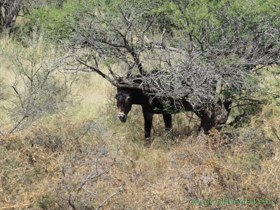 This feral mule tried to hide behind this tree as we passed.  'Nothing to see here.  No mule, just a tree . . .'