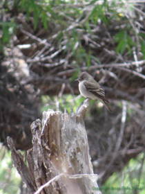 A Western Wood Pewee (Contopus sordidulus) waiting for a much smaller lunch to come by.