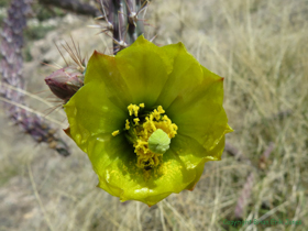 A Buck-horn Cholla (Cylindropuntia acanthocarpa) (I think) in bloom.