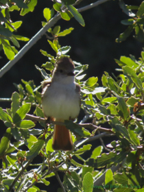An Ash-throated Flycatcher (Myiarchus cinerascens) on AZT Passage 11.