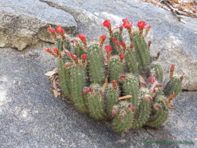 A Scarlet Hedgehog Cactus (Echinocereus coccineus) on AZT Passage 11.
