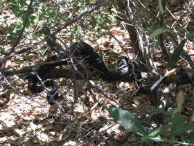 A beautiful (and large!) Arizona Black Rattlesnake (Crotalus cerberus) in a low branch.