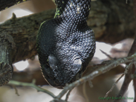 An Arizona Black Rattlesnake (Crotalus cerberus) keepng a watchful eye on me.