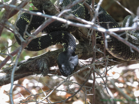 I was excited to find this Arizona Black Rattlesnake (Crotalus cerberus).  He was excited too, but in a different way.