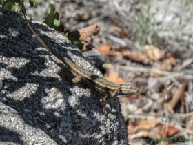 A Plateau Fence Lizard (Sceloporus tristichus) on AZT Passage 12.