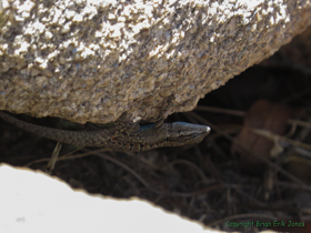 An Ornate Tree Lizard (Urosaurus ornatus) trying to hide from me.