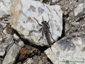 A large Robber Fly species on Passage 12.