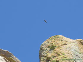 A Peregrine Falcon (Falco peregrinus) hunts overhead.