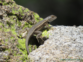 Another Plateau Fence Lizard (Sceloporus tristichus) catching some rays.
