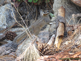 A Cliff Chipmunk (Tamias dorsalis) chomping on some oak leaves.