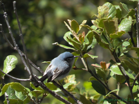 A Black-tailed Gnatcatcher (Polioptila melanura) flits about looking for insects.
