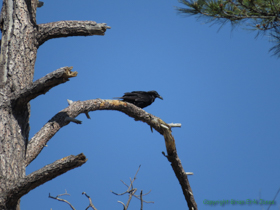 A Common Raven (Corvus corax) surveys his domain near the top of Mount Lemmon.