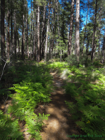 There's not much better in this world than a smooth, fern-lined trail.