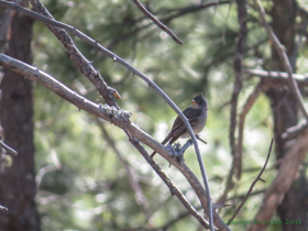 A Western Wood Pewee (Contopus sordidulus) observes our progress up the mountain.