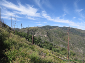 Low growing plants are profuse after the Aspen fire in 2003.