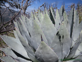 I love how the impression of the outer blades of the agave remains on the outside of the inner blades.