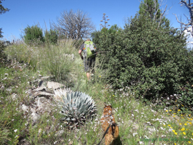 The growth was so lush on our hike that you could hardly tell where the trail was at times.