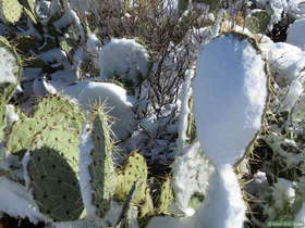 Snow covered prickly pear cactus.