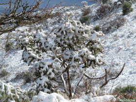 Snow covered cactus.