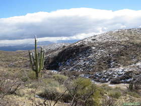 A saguaro cactus (Carnegiea gigantea) dusted with snow.