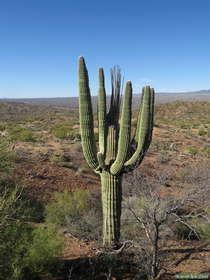 A dead-topped Saguaro cactus (Carnegiea gigantea) along AZT Passage 14.