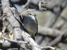 A Gray Flycatcher (Empidonax wrightii) at Beehive Well along AZT Passage 14.