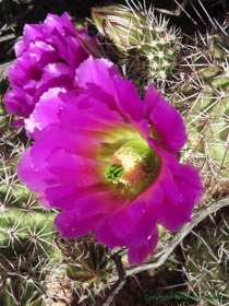 A Pinkflower Hedgehog Cactus (Echinocereus fasciculatus) in bloom.