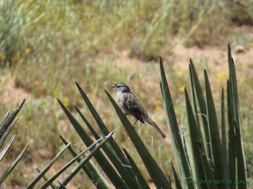 A White-Crowned Sparrow (Zonotrichia leucrophrys) on an agave.