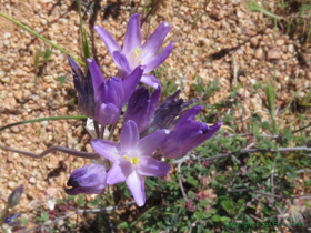 Bluedicks (Dichelostemma capitatum) in bloom.